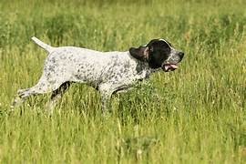 photo chien: Braque d'Auvergne